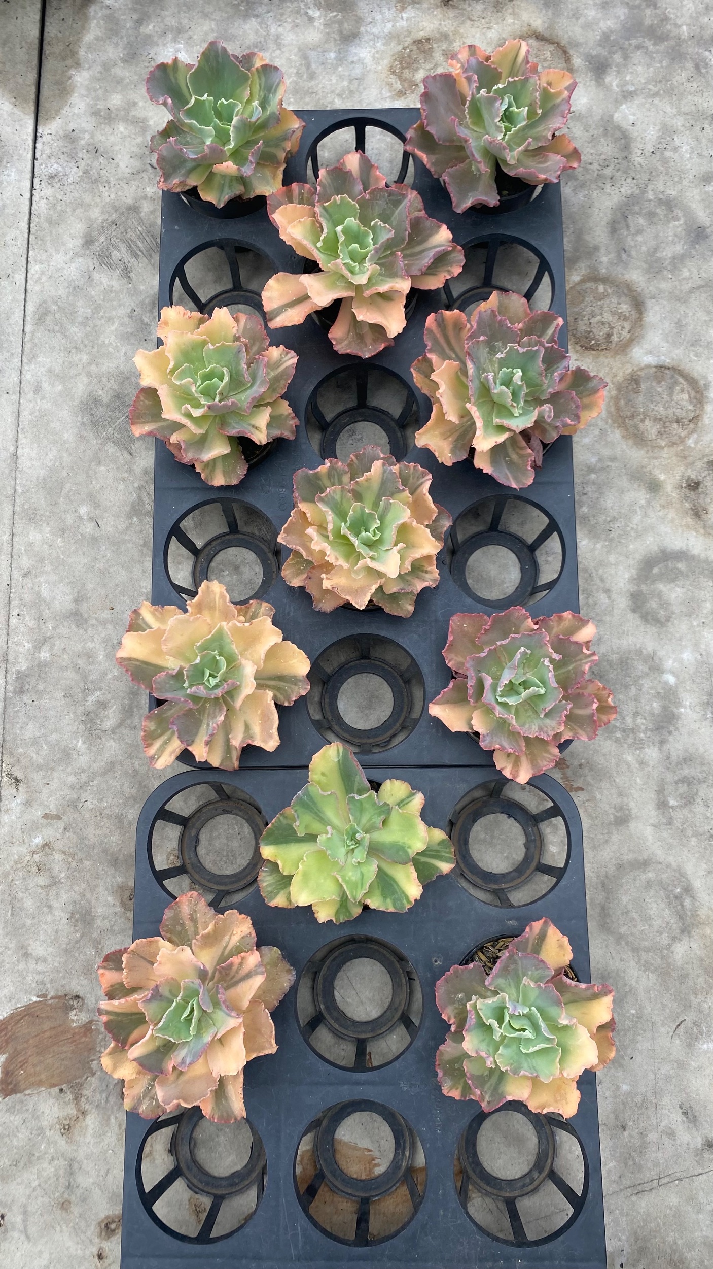 Echeveria Chantilly Variegated 11pcs, real gallery image #1 plants. Picture taken directly from kaktus.id community Echeveria farmer green houses.