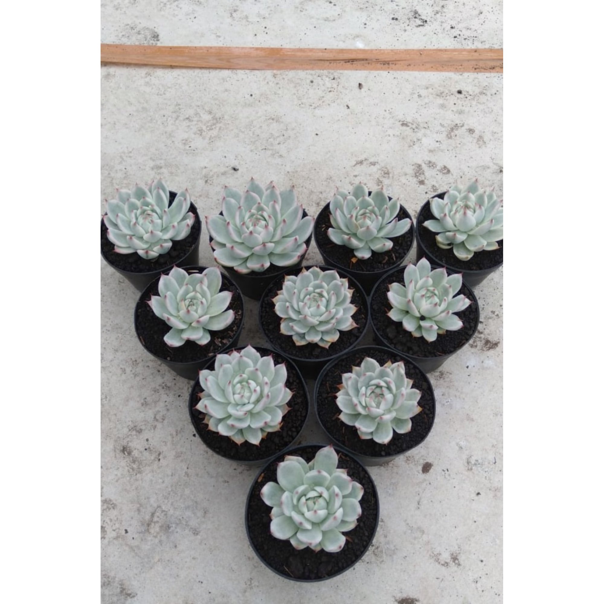 Echeveria Chihuahua Aurea Variegated 10pcs, real feature image plant. Picture taken directly from kaktus.id community Echeveria farmer green houses.