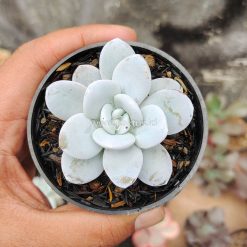 Echeveria Laui, real gallery image #2 plants. Picture taken directly from kaktus.id community Echeveria farmer green houses.