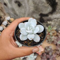 Echeveria Laui, real gallery image #3 plants. Picture taken directly from kaktus.id community Echeveria farmer green houses.