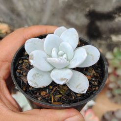 Echeveria Laui, real gallery image #4 plants. Picture taken directly from kaktus.id community Echeveria farmer green houses.