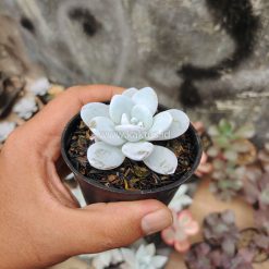 Echeveria Laui, real gallery image #5 plants. Picture taken directly from kaktus.id community Echeveria farmer green houses.