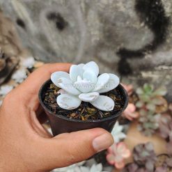 Echeveria Laui, real gallery image #6 plants. Picture taken directly from kaktus.id community Echeveria farmer green houses.