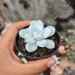 Echeveria Laui, real gallery image #7 plants. Picture taken directly from kaktus.id community Echeveria farmer green houses.
