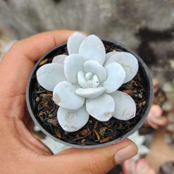 Echeveria Laui, real gallery image #8 plants. Picture taken directly from kaktus.id community Echeveria farmer green houses.