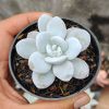 Echeveria Laui, real feature image plant. Picture taken directly from kaktus.id community Echeveria farmer green houses.