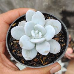 Echeveria Laui, real feature image plant. Picture taken directly from kaktus.id community Echeveria farmer green houses.