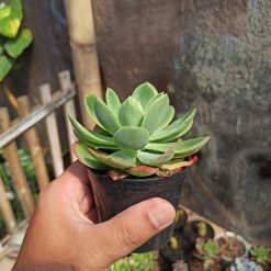 Echeveria Lemon And Lime, real gallery image #1 plants. Picture taken directly from kaktus.id community Echeveria farmer green houses.