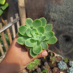 Echeveria Lemon And Lime, real gallery image #2 plants. Picture taken directly from kaktus.id community Echeveria farmer green houses.
