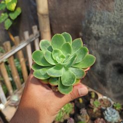 Echeveria Lemon And Lime, real gallery image #4 plants. Picture taken directly from kaktus.id community Echeveria farmer green houses.