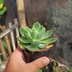 Echeveria Lemon And Lime, real gallery image #5 plants. Picture taken directly from kaktus.id community Echeveria farmer green houses.