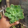 Echeveria Lemon And Lime, real feature image plant. Picture taken directly from kaktus.id community Echeveria farmer green houses.