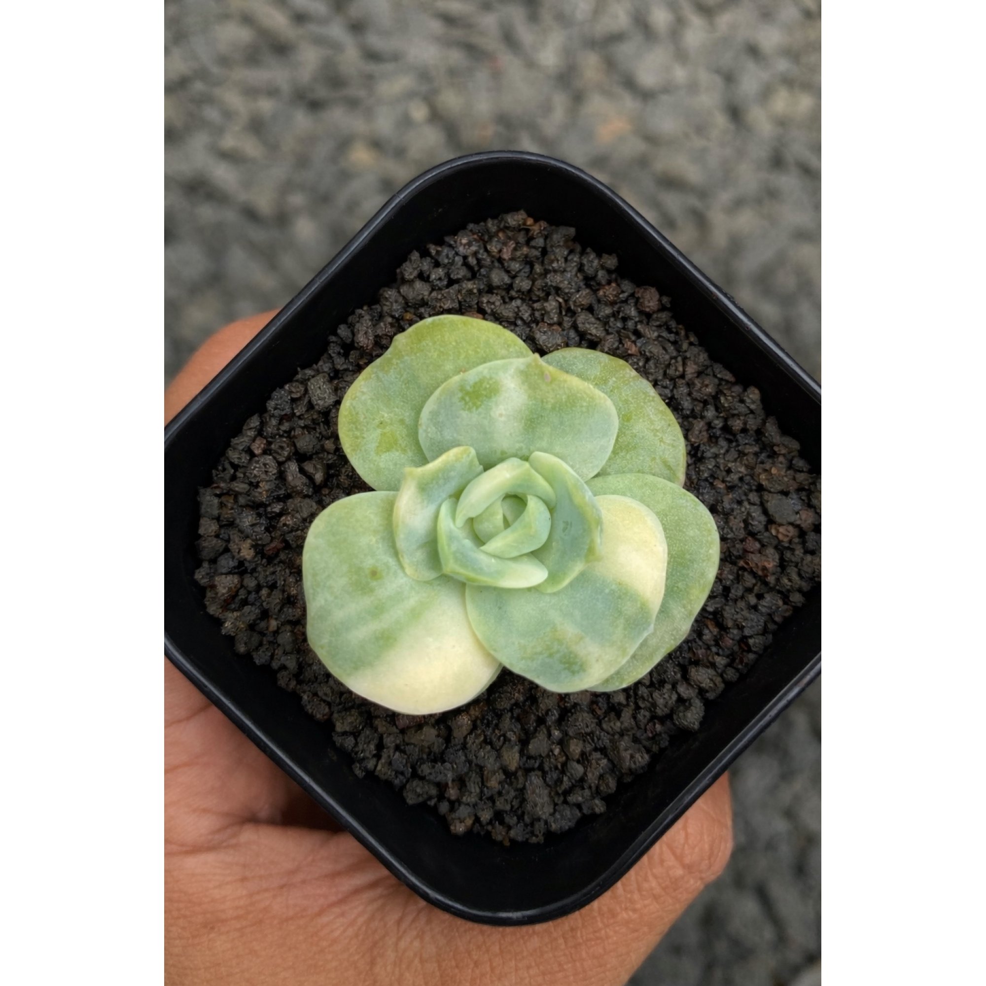 Echeveria Lovely Rose Variegated, real feature image plant. Picture taken directly from kaktus.id community Echeveria farmer green houses.