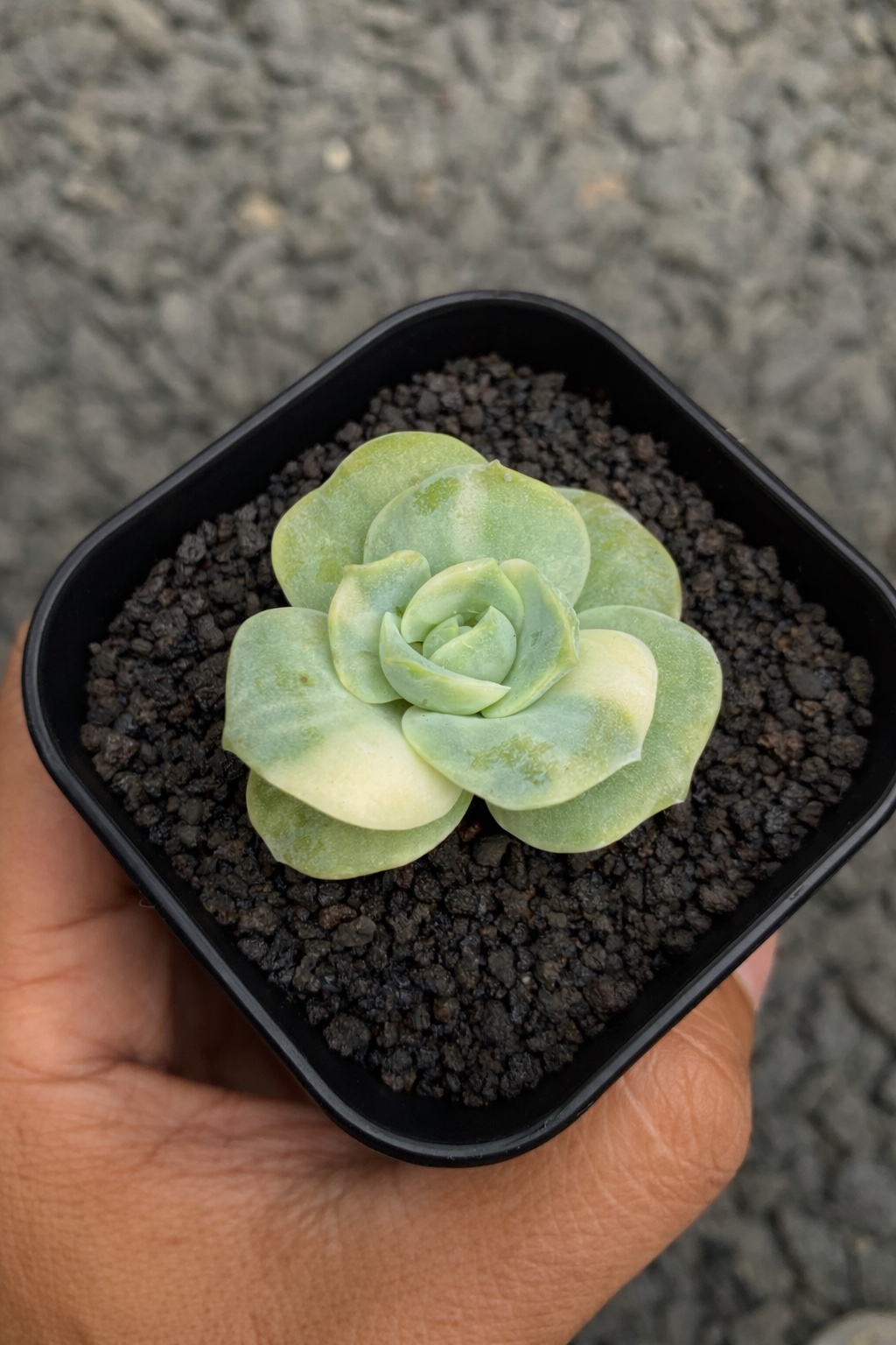 Echeveria Lovely Rose Variegated, real gallery image #1 plants. Picture taken directly from kaktus.id community Echeveria farmer green houses.