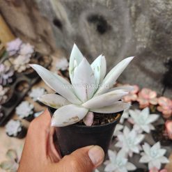Echeveria Mexican Giant, real gallery image #1 plants. Picture taken directly from kaktus.id community Echeveria farmer green houses.