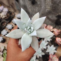 Echeveria Mexican Giant, real gallery image #2 plants. Picture taken directly from kaktus.id community Echeveria farmer green houses.