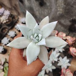 Echeveria Mexican Giant, real gallery image #3 plants. Picture taken directly from kaktus.id community Echeveria farmer green houses.