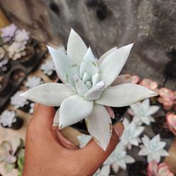 Echeveria Mexican Giant, real gallery image #5 plants. Picture taken directly from kaktus.id community Echeveria farmer green houses.