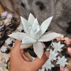 Echeveria Mexican Giant, real gallery image #6 plants. Picture taken directly from kaktus.id community Echeveria farmer green houses.