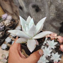 Echeveria Mexican Giant, real gallery image #7 plants. Picture taken directly from kaktus.id community Echeveria farmer green houses.