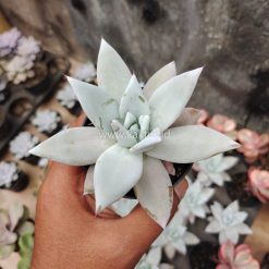 Echeveria Mexican Giant, real feature image plant. Picture taken directly from kaktus.id community Echeveria farmer green houses.