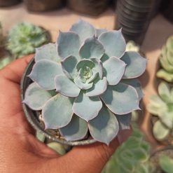 Echeveria Peacockii ‘Desmetiana’, real gallery image #1 plants. Picture taken directly from kaktus.id community Echeveria farmer green houses.