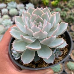 Echeveria Peacockii ‘Desmetiana’, real gallery image #11 plants. Picture taken directly from kaktus.id community Echeveria farmer green houses.