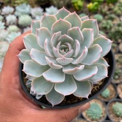 Echeveria Peacockii ‘Desmetiana’, real gallery image #12 plants. Picture taken directly from kaktus.id community Echeveria farmer green houses.