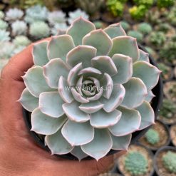 Echeveria Peacockii ‘Desmetiana’, real gallery image #13 plants. Picture taken directly from kaktus.id community Echeveria farmer green houses.
