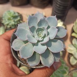 Echeveria Peacockii ‘Desmetiana’, real gallery image #2 plants. Picture taken directly from kaktus.id community Echeveria farmer green houses.