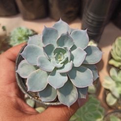 Echeveria Peacockii ‘Desmetiana’, real gallery image #3 plants. Picture taken directly from kaktus.id community Echeveria farmer green houses.