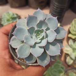 Echeveria Peacockii ‘Desmetiana’, real gallery image #4 plants. Picture taken directly from kaktus.id community Echeveria farmer green houses.