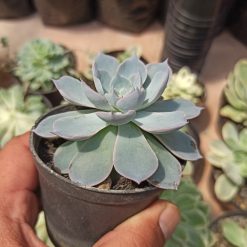 Echeveria Peacockii ‘Desmetiana’, real gallery image #5 plants. Picture taken directly from kaktus.id community Echeveria farmer green houses.