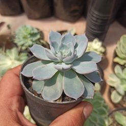 Echeveria Peacockii ‘Desmetiana’, real gallery image #6 plants. Picture taken directly from kaktus.id community Echeveria farmer green houses.