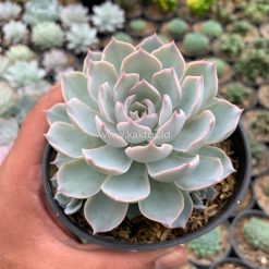 Echeveria Peacockii ‘Desmetiana’, real gallery image #8 plants. Picture taken directly from kaktus.id community Echeveria farmer green houses.