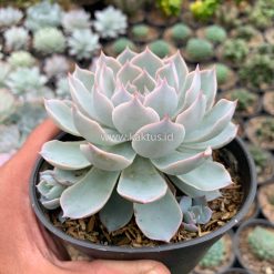 Echeveria Peacockii ‘Desmetiana’, real gallery image #9 plants. Picture taken directly from kaktus.id community Echeveria farmer green houses.