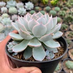 Echeveria Peacockii ‘Desmetiana’, real gallery image #10 plants. Picture taken directly from kaktus.id community Echeveria farmer green houses.