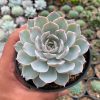 Echeveria Peacockii ‘Desmetiana’, real feature image plant. Picture taken directly from kaktus.id community Echeveria farmer green houses.
