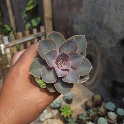 Echeveria Perle Von Nurnberg, real gallery image #1 plants. Picture taken directly from kaktus.id community Echeveria farmer green houses.