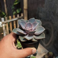 Echeveria Perle Von Nurnberg, real gallery image #2 plants. Picture taken directly from kaktus.id community Echeveria farmer green houses.