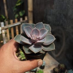 Echeveria Perle Von Nurnberg, real gallery image #3 plants. Picture taken directly from kaktus.id community Echeveria farmer green houses.