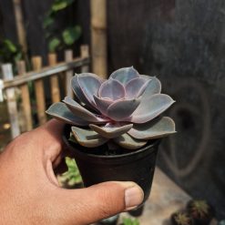 Echeveria Perle Von Nurnberg, real gallery image #4 plants. Picture taken directly from kaktus.id community Echeveria farmer green houses.