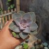 Echeveria Perle Von Nurnberg, real feature image plant. Picture taken directly from kaktus.id community Echeveria farmer green houses.