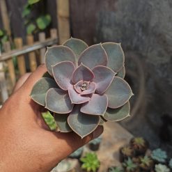 Echeveria Perle Von Nurnberg, real feature image plant. Picture taken directly from kaktus.id community Echeveria farmer green houses.