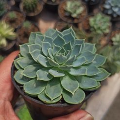 Echeveria Secunda, real gallery image #1 plants. Picture taken directly from kaktus.id community Echeveria farmer green houses.
