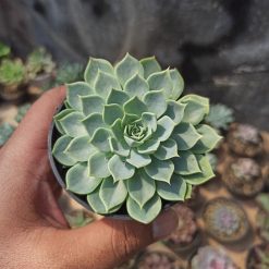 Echeveria Secunda, real gallery image #2 plants. Picture taken directly from kaktus.id community Echeveria farmer green houses.