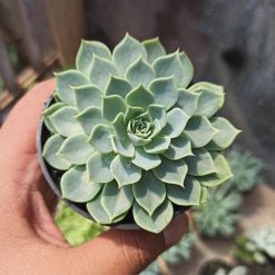 Echeveria Secunda, real gallery image #3 plants. Picture taken directly from kaktus.id community Echeveria farmer green houses.