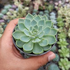 Echeveria Secunda, real gallery image #5 plants. Picture taken directly from kaktus.id community Echeveria farmer green houses.