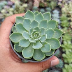 Echeveria Secunda, real gallery image #6 plants. Picture taken directly from kaktus.id community Echeveria farmer green houses.