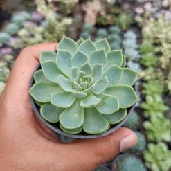 Echeveria Secunda, real gallery image #7 plants. Picture taken directly from kaktus.id community Echeveria farmer green houses.